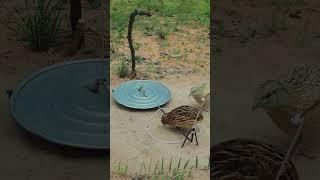 Several Creative Effective Quail Trapping Technique in This Video