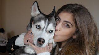 Do Huskies like kisses?