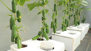 Unbelievably abundant fruit - New method to grow cucumbers at home