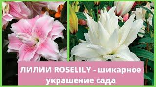 Лилии-розы RoseLily: советы по посадке и уходу в саду