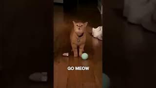 Subscribe to Say Goodbye️ #restinpeace #kittycat #singing