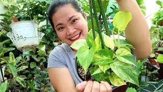 BAGONG STYLE NG PAGPAPATRAIL NG HALAMAN + BONGGANG SETS OF PLANTS FOR SALE TODAY!