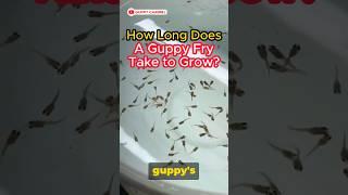 Guppy Fry Care - How Long Does A Guppy Fry Take to Grow ? #guppy #guppychannel #guppyfish