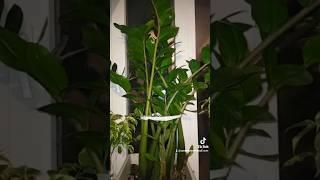 Комнатные цветы. замиокулькас #орхидеи #антуриум #plants #zzplant