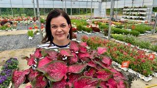 BOGO Flower Sale You Don't Want to Miss!