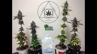 Growing 4 Micro-Cannabis plants with TempleGrower