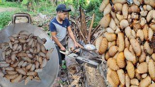 Wow ! Man Cutting Palm Tree For Catch Worm And Cook Coconut Worm