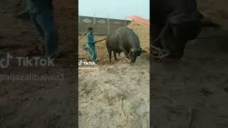 عیدالاضحی(Eid-al-Izhaa) Buffalo Qurbani Funny video 2022
