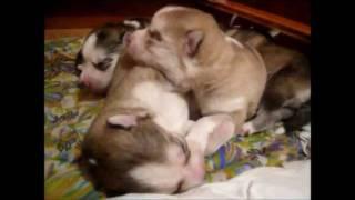 Husky pups 1 week