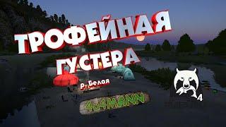 РУССКАЯ РЫБАЛКА 4 - ТРОФЕЙНАЯ ГУСТЕРА. Р. БЕЛАЯ. ГДЕ И НА ЧТО ПОЙМАТЬ?   РОЗЫГРЫШИ.