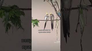 мой тгк:parrotsandlife#попугаи #какарики #машкаричи #волнистыйпопугай #крысогуля #кореллы
