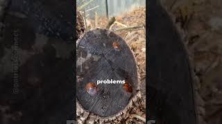 Burning Stumps WRONG? What Foresters Wish You Knew!