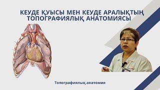 Кеуде қуысы мен кеуде аралықтың топографиялық анатомиясы