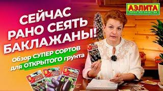 Когда сеять баклажаны на рассаду? Семена баклажанов для открытого грунта.