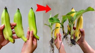 SUPER SPECIAL TECHNIQUE using sugar-free coca-cola to propagate fast-growing banana plants