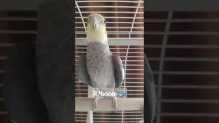 Корелла Чижик #animal #cute #parrot #pet #bird