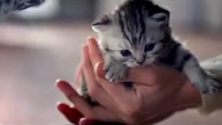 Вискас 2015 в ваших руках ( реклама на казахском ) -  Whiskas In your hands (Kazakh Adaptation TVC)