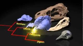 Birds Inherited Smell from Dinos