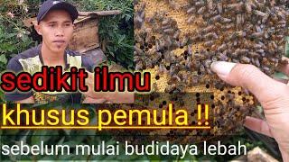 cara ternak lebah madu bagi pemula, jenis apis cerana~lebah madu jawa#lebah #apiscerana #lebahmadu