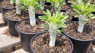 Pachypodium| rosas do deserto