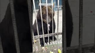Zoo Slandered As Brown Bear Guzzles Down Coca-Cola It Got Given By Tourists