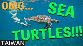 Cycling Taiwan Part 6 (RaD Ep 22) : Xiao Liu Qiu Island and Sea Turtles!