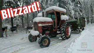 Blizzard hits the Dairy Farm!