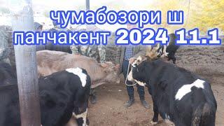 ЧУМАБОЗОРИ Ш ПАНЧАКЕНТ 2024 11 .1