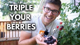 Game Changing Tip to Grow SUPERNATURAL Blackberries!