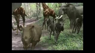 African animal stampede through the Wilderness!