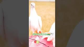 VIRAL #shorts #viralvideo #trending #subscribe #viralvideo @sunny.pigeon ️