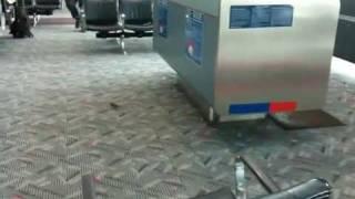 Cheeky sparrows in Denver International Airport