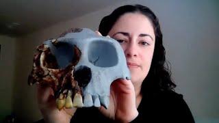 Species Shorts: Ardipithecus ramidus
