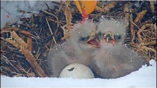 HATCH IN PROGRESS FOR EGG#3!  Closeups Of Jackie Feeding!  FOBBVCAM  BIG BEAR  3.6.25