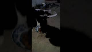 Канат [9]