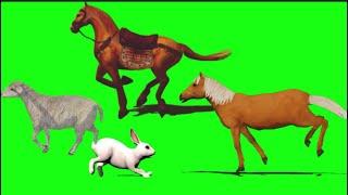 Green Screen Animals Running, walking | Animal stampede #greenscreen #stampede #animals