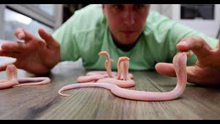 18 So Cute BUT So Deadly Baby Cobras