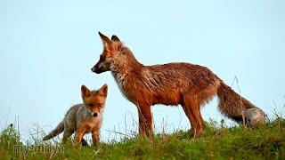 Fox tenderness