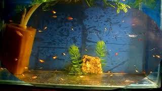 #Aquarium. Корм для рыбок. Аулофорус мороженый.