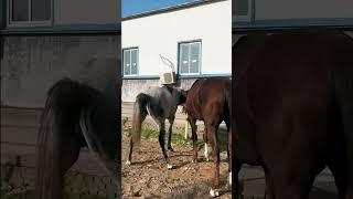 What is going on with this horse 417