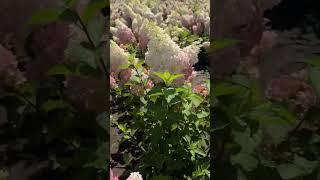 A sea of Hydrangeas!