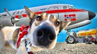 Why is this vintage airplane full of Dogs and going to Norway?