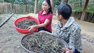 Harvesting wild green beans for preservation  | lý thị sinh