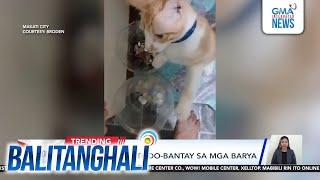 Alagang pusa, todo-bantay sa mga barya | Balitanghali