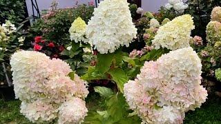 Гортензия метельчатая Саммер Лав Hydrangea paniculata Summer Love 