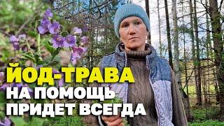 ЙОД ТРАВА СИЛА ВЕЛИКАЯ ЧИСТИТ СОСУДЫ ВЫВОДИТ ТОКСИНЫ /МЕДУНИЦА-ЛЕГОЧНИЦА @natureMarusya