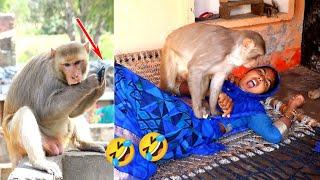 आज तो राजा बाबू और विधायक जी ने मौज कर दी | Monkey Funny Viral Video | Feeding Monkeys