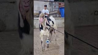 D Goat Farm Andu Bakra #bakraeid #bakraeid2025 #bakraeidspecial #bakra #goats #trending #biggoats