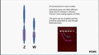 The WXYZs of Genetic Sexing in Birds