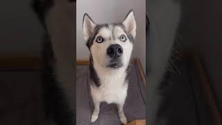 The dog speaks English.#cat #funny #catsoftiktok #cats #for #foryou #fyp #foryoupage #funnyvideo